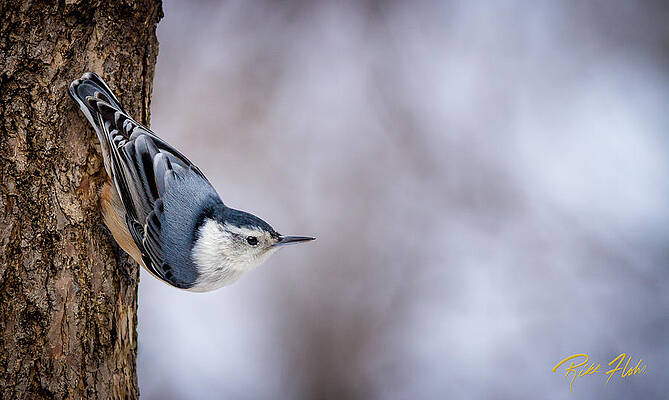 Wall Art - Photograph - White-breasted Nuthatch by Rikk Flohr