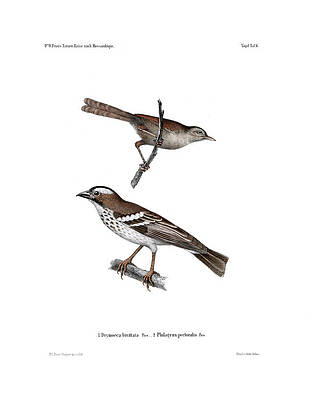 Wall Art - Drawing - White-browed Sparrow-weaver and Grass or Bush Warbler by J D L Franz Wagner