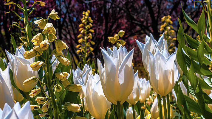 White Cups and Yellow Bells by Corey Peel