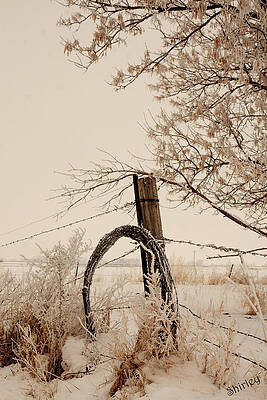 White fence by Shirley Heier White fence by Shirley Heier