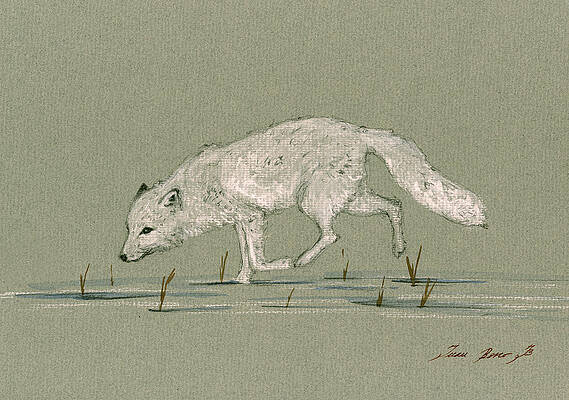 Arctic Fox Paintings Fine Art America