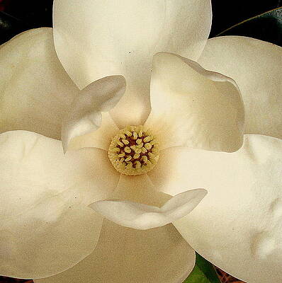 White Glow by Jolie Maybaum