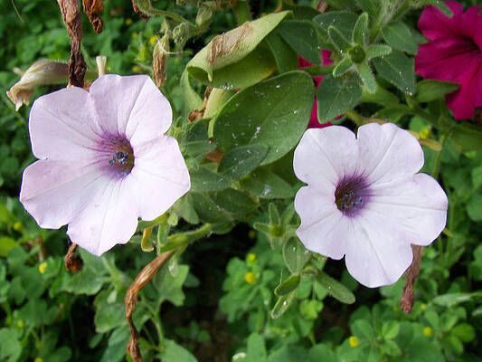 Wall Art - Photograph - White Petunias by Todd Zabel