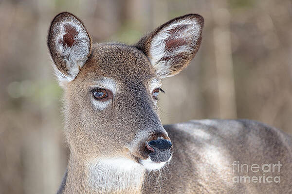 White-tailed Deer - Cerf de Virginie by Nature and Wildlife Photography White-tailed Deer - Cerf de Virginie by Nature and Wildlife Photography