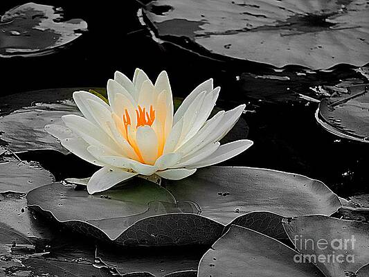 Wall Art - Photograph - White Water Lily by Marcia Lee Jones