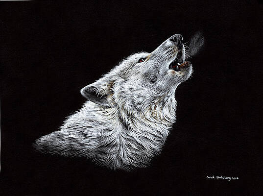 White Wolf Drawings Fine Art America