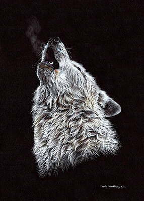 Wall Art - Drawing - White Wolf Pencil Drawing by Sarah Stribbling