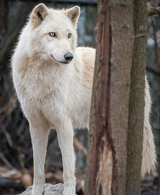 White wolf by Sandy Roe White wolf by Sandy Roe