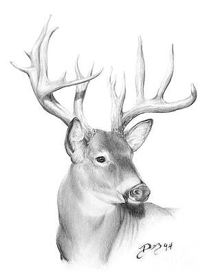 Whitetail Deer Drawings Fine Art America