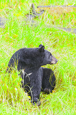 Wall Art - Photograph - Who's There by Harold Piskiel