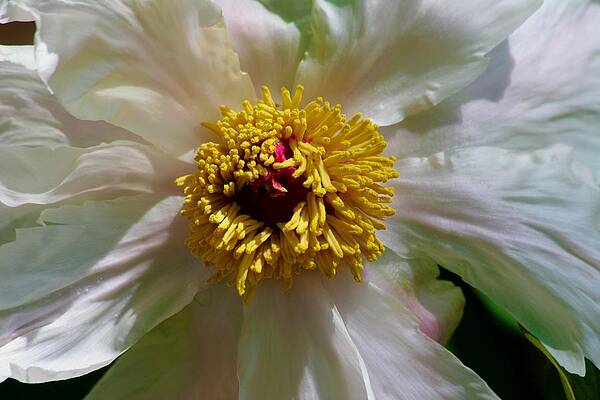 Wall Art - Photograph - Wide Open White Peony by Polly Castor