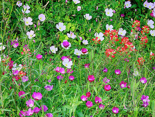 Wild Color Patch by Charles McKelroy Wild Color Patch by Charles McKelroy