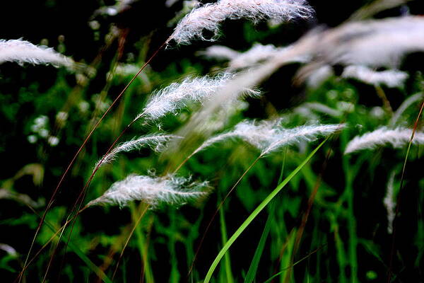 Wild Grass by Silpa Saseendran Wild Grass by Silpa Saseendran