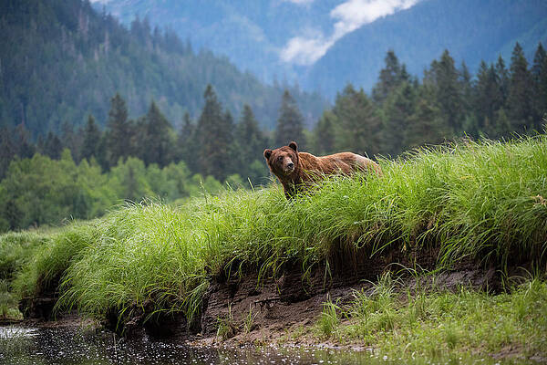 Wall Art - Photograph - Wild Grizzly of the Khutzeymateen by Bill Cubitt