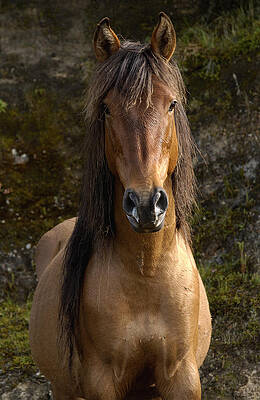 Wall Art - Photograph - Wild Horse Equus Caballus In Open by Pete Oxford