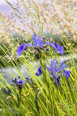 Wild Irises by MARTY SACCONE Wild Irises by MARTY SACCONE