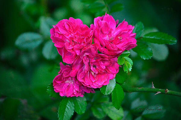 Wall Art - Photograph - Rose Volunteers in the Garden by Brian Tada