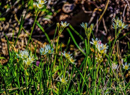  Photograph - Wildflowers by Tammy Reynolds
