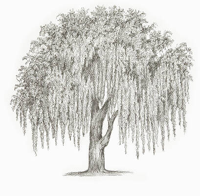 Strong Old Willow Drawing by Jim Feldman  Saatchi Art