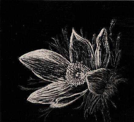 Vintage Original Scratch Art Black & White Flowers Signed by Artist Clyde  ‘74