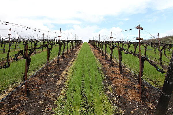Wine Country by Jennifer Rae Ochs