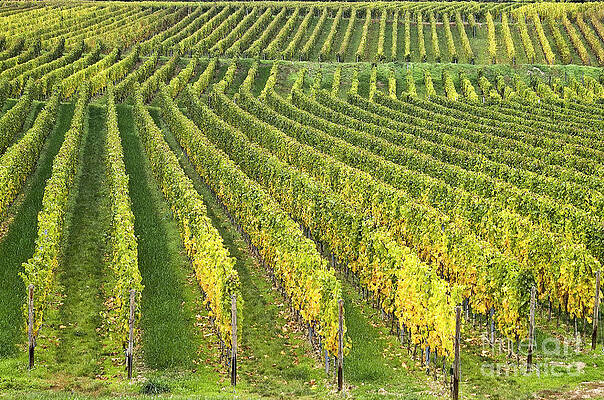 Wall Art - Photograph - Wine growing by Heiko Koehrer-Wagner