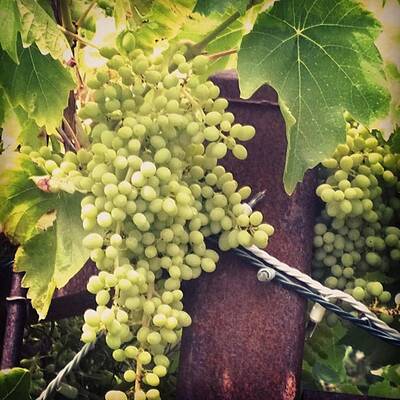Wall Art - Photograph - #wine On The #vine . Love These Little by Shari Warren