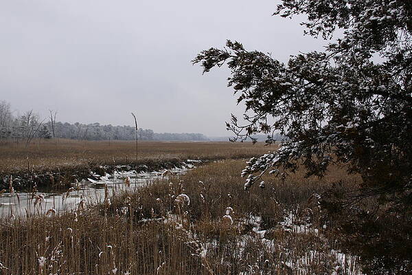 Winter Marsh with Evergreen by Daniel Childs