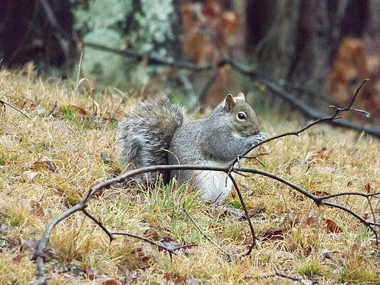 Winter Squirrel by Mike Poorman