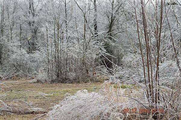 Winter wonderland  by Donna Williams