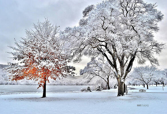 Winter Wonderland by Susie Loechler Winter Wonderland by Susie Loechler
