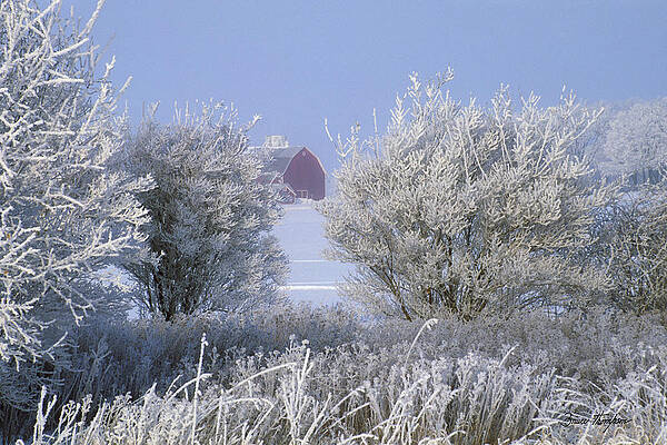 Winter's Embrace by Bruce Thompson Winter's Embrace by Bruce Thompson