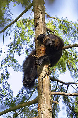 Wall Art - Photograph - Wolverine Gulo Gulo Resting In Tree by Konrad Wothe