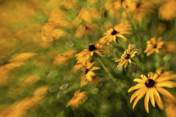 Wall Art - Photograph - Wonderfully Arrayed / Black-eyed Susans by Kim Carpentier