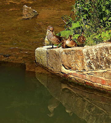 Wall Art - Photograph - Wood Duck and young by Jeff Townsend