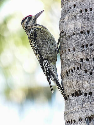 Wall Art - Photograph - Woodpecker on Palm by Bob Slitzan