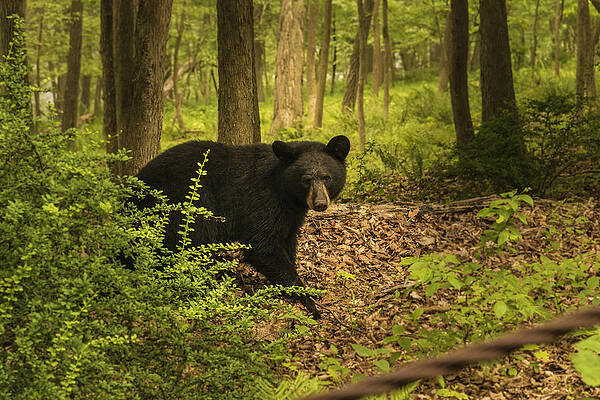 Wall Art - Photograph - Yearling Black Bear by Jorge Perez