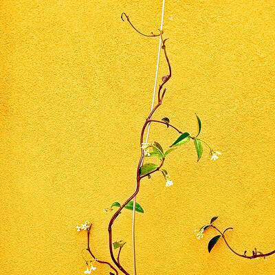 Wall Art - Photograph - Yellow #1 by Julie Gebhardt