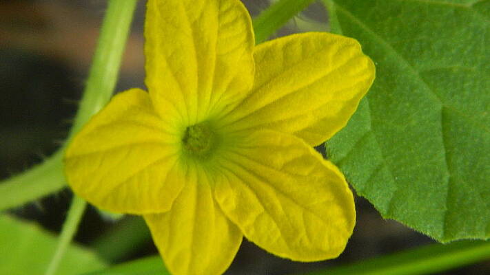 Yellow as the sun by Johanna Blikstad