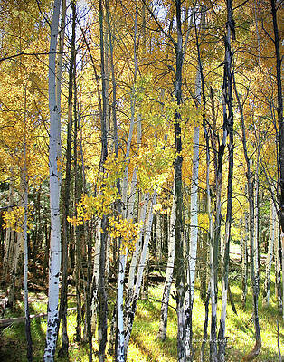 Yellow Aspens by Matalyn Gardner Yellow Aspens by Matalyn Gardner