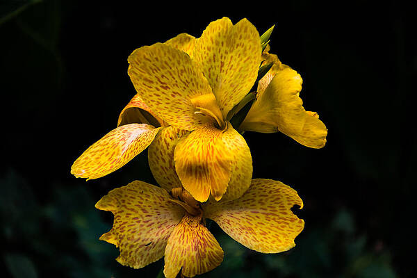 Wall Art - Photograph - Yellow Canna Lily by Jay Stockhaus
