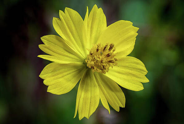 Yellow Flower by Ed Clark Yellow Flower by Ed Clark