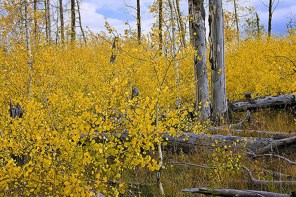 Wall Art - Photograph - Yellow in Grand Teton by Ken Barrett