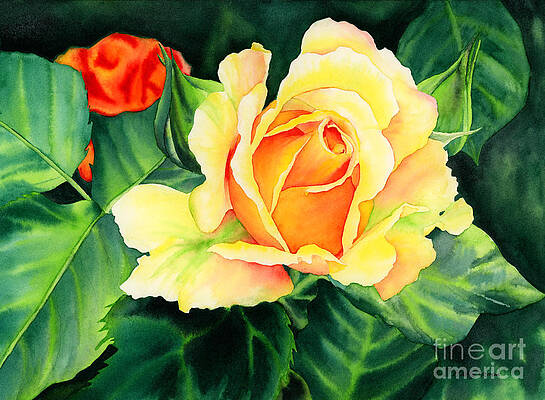 Rose Buds in the Garden Painting by Carlin Blahnik CarlinArtWatercolor -  Fine Art America