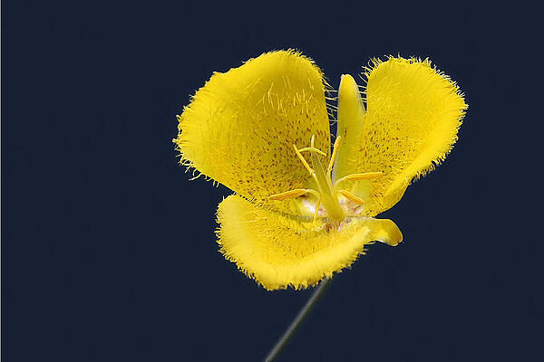 Wall Art - Photograph - Yellow Star Tulip - Calochortus monophyllus by Alexandra Till