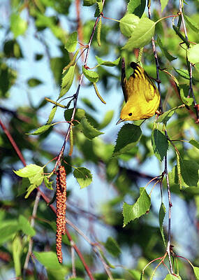 Yellow Warbler by David L Griffin