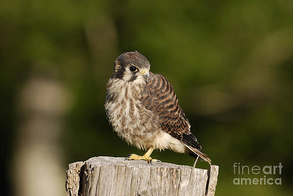Wall Art - Photograph - Young American Kestrel by Randy Bodkins