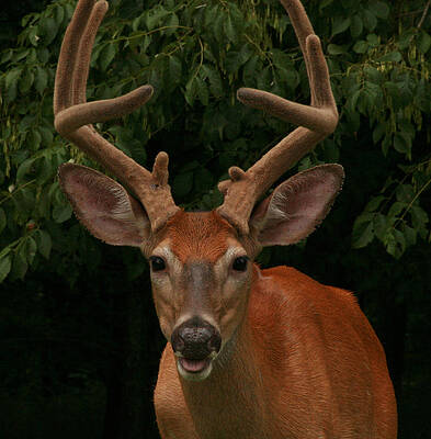 Wall Art - Photograph - Young Buck by Brian M Lumley