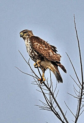 Young Hawk  by Mike Fairchild