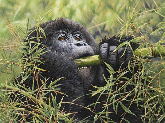 Albert Gorilla Painting by Stephen Fishwick Art Pictures Of Gorillas Poster  Primate Poster Gorilla Picture Paintings For Living Room Decor Nature Art  Print Cool Wall Decor Art Print Poster 16x24 - Poster